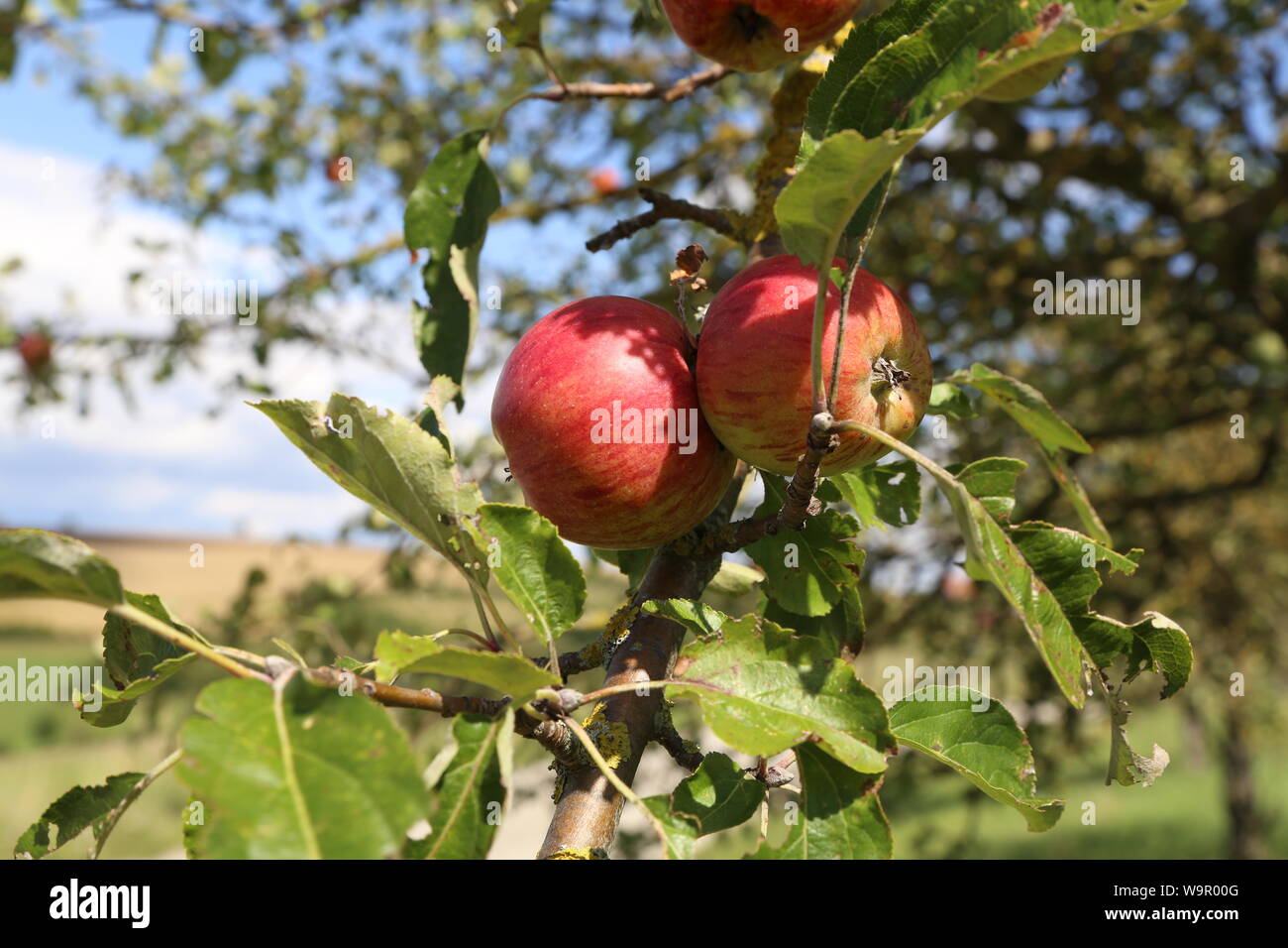 Apples mature on tree branches in garden Stock Photo - Alamy
