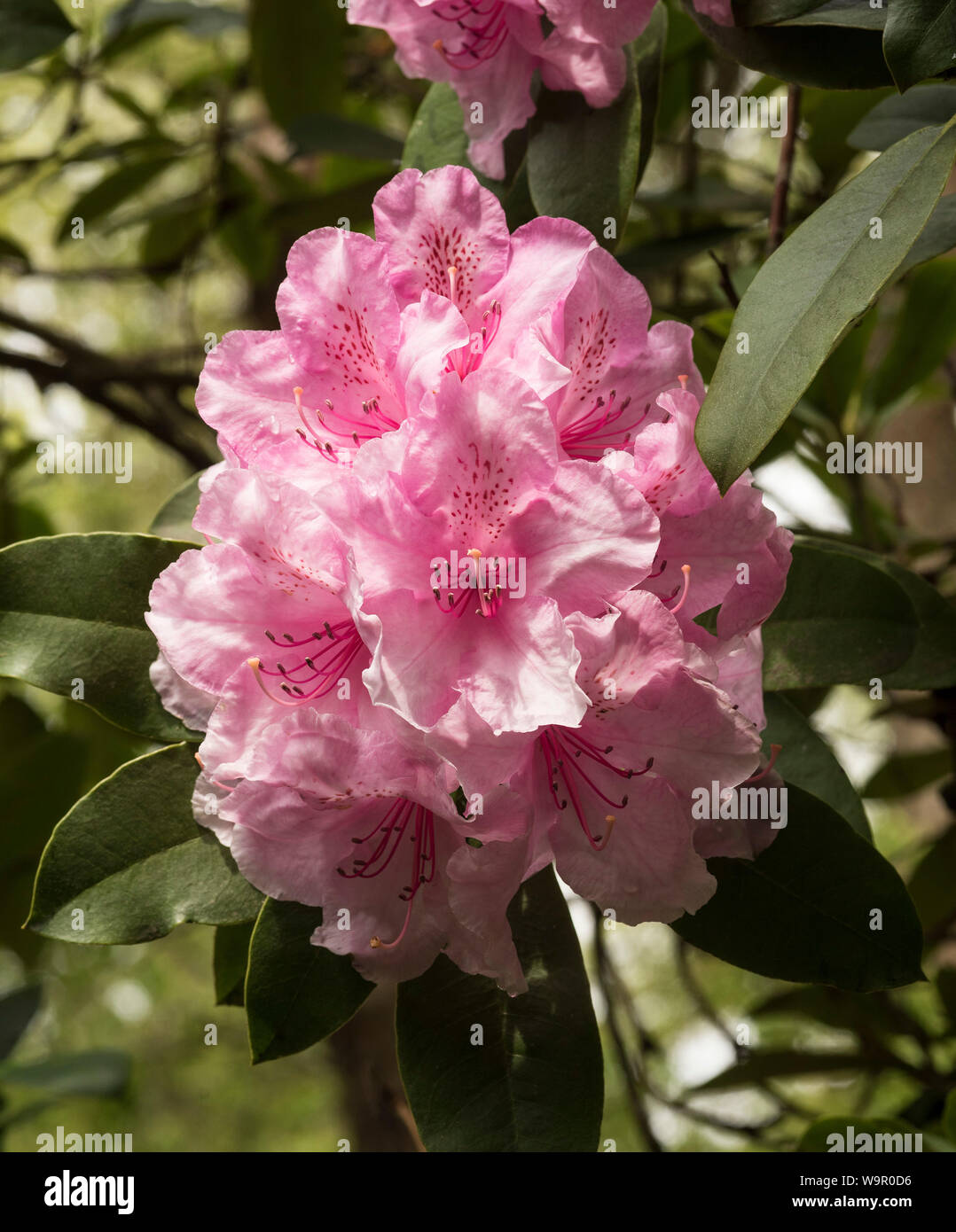 Pale pink rhododendrons with dark pink / burgundy spotted markings. Stock Photo