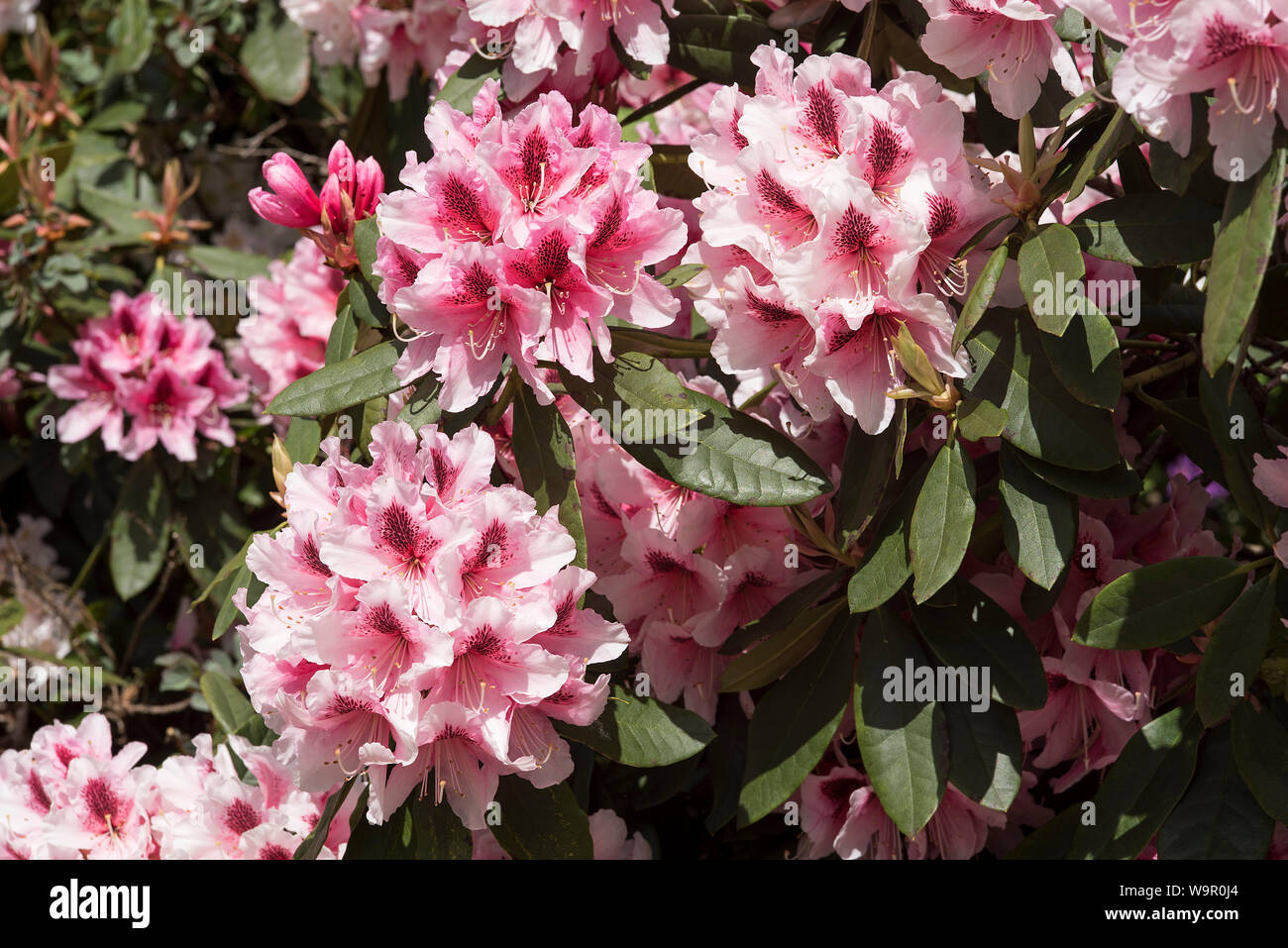Pale pink rhododendrons with dark pink / burgundy spotted markings. Stock Photo