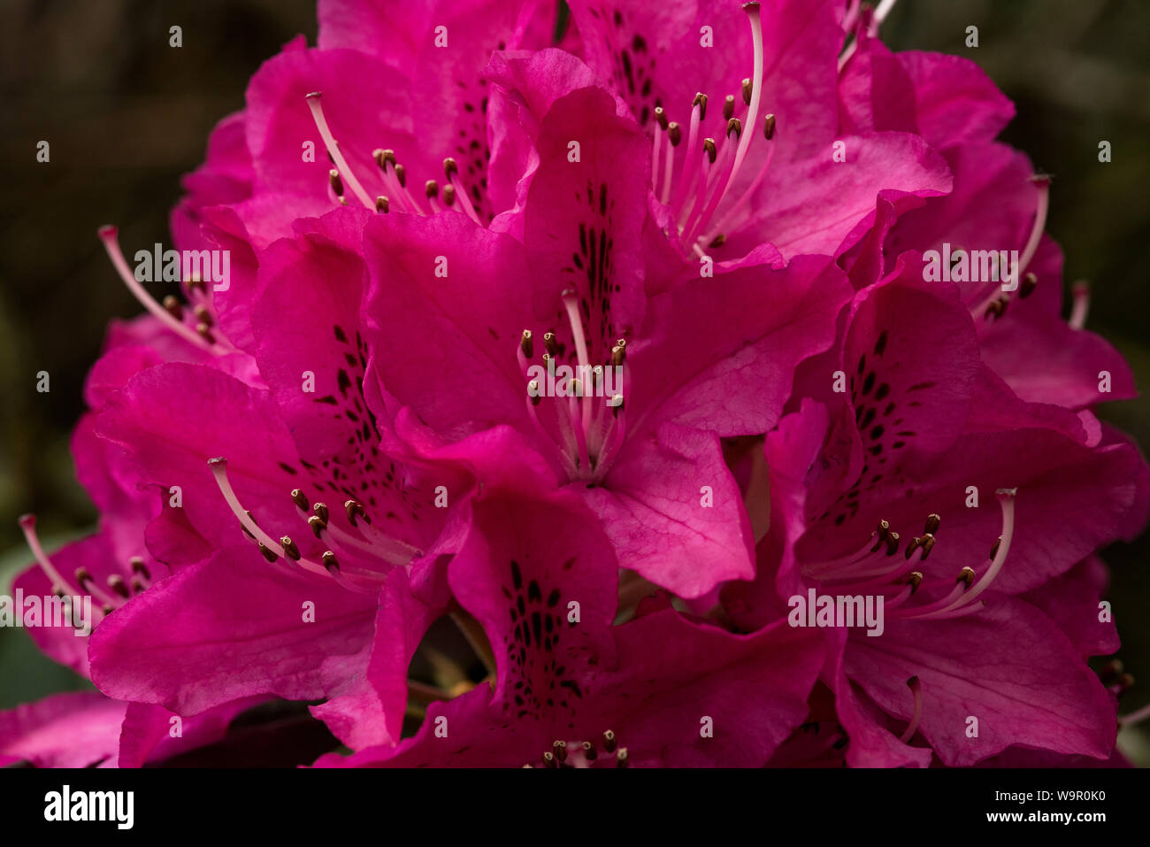 Dark pink / cerise rhododendrons with almost black spotted markings. Stock Photo