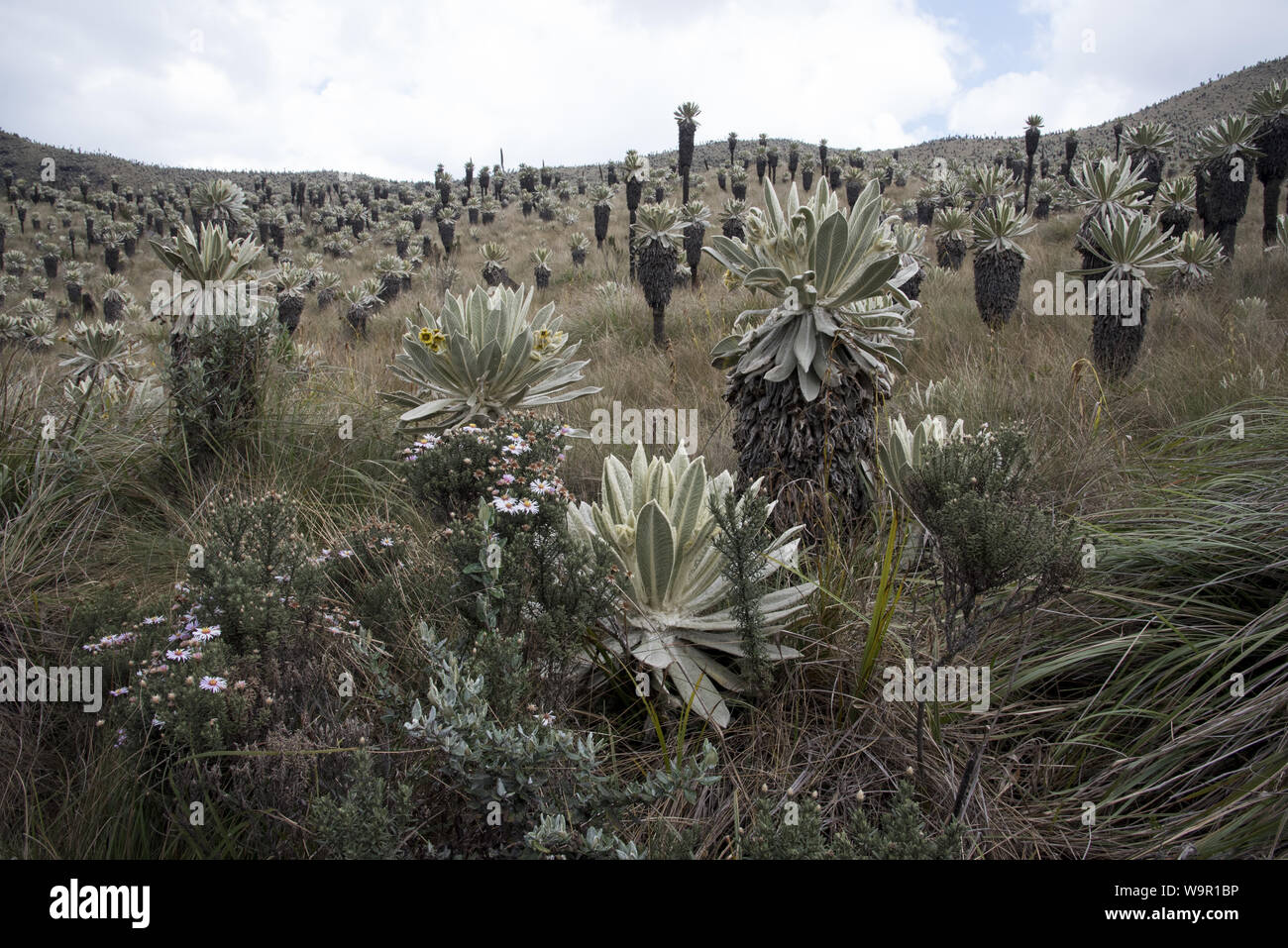 Frailejones or Espeletia growing on the Páramo highland in the Reserve Ecológica El Ángel at 3800 meters in the Andes of Northern Ecuador. Stock Photo
