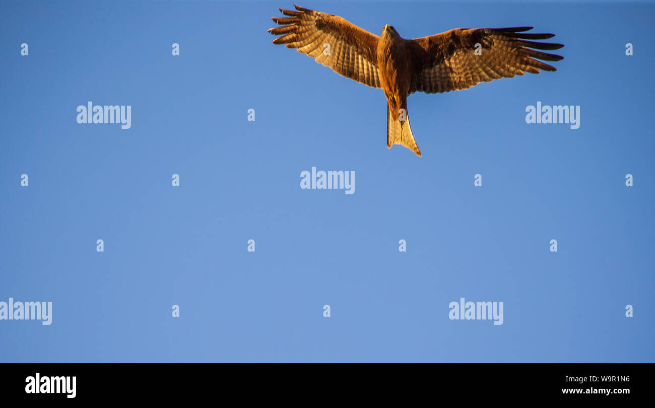 A Yellow-billed Kite spreading its wings Stock Photo