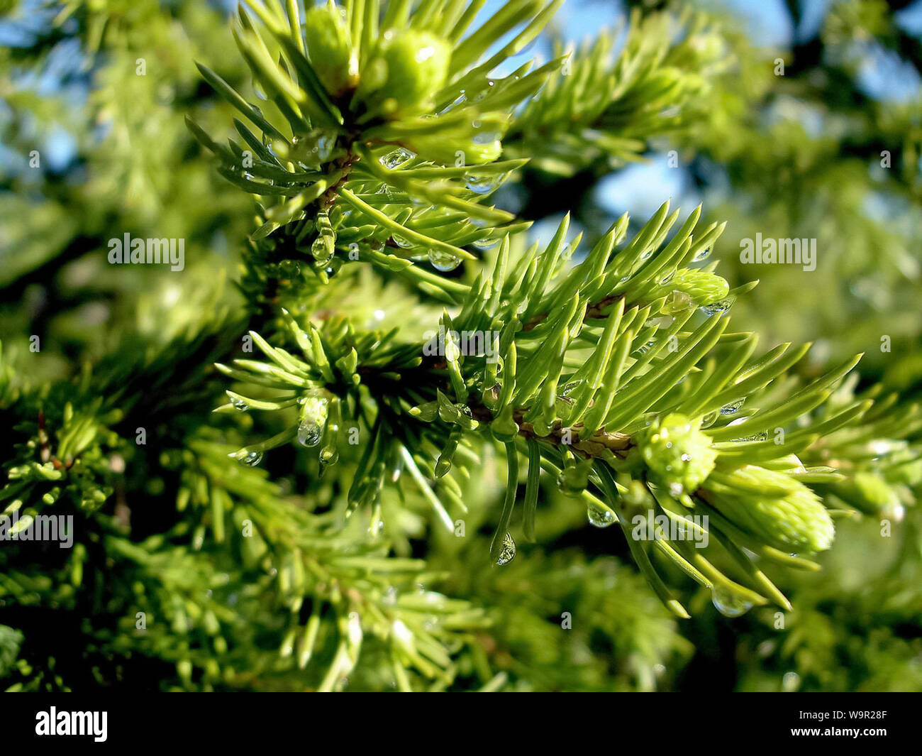 Flowering of coniferous tree. Christmas tree with young cones. Reproduction of gymnosperms Stock Photo