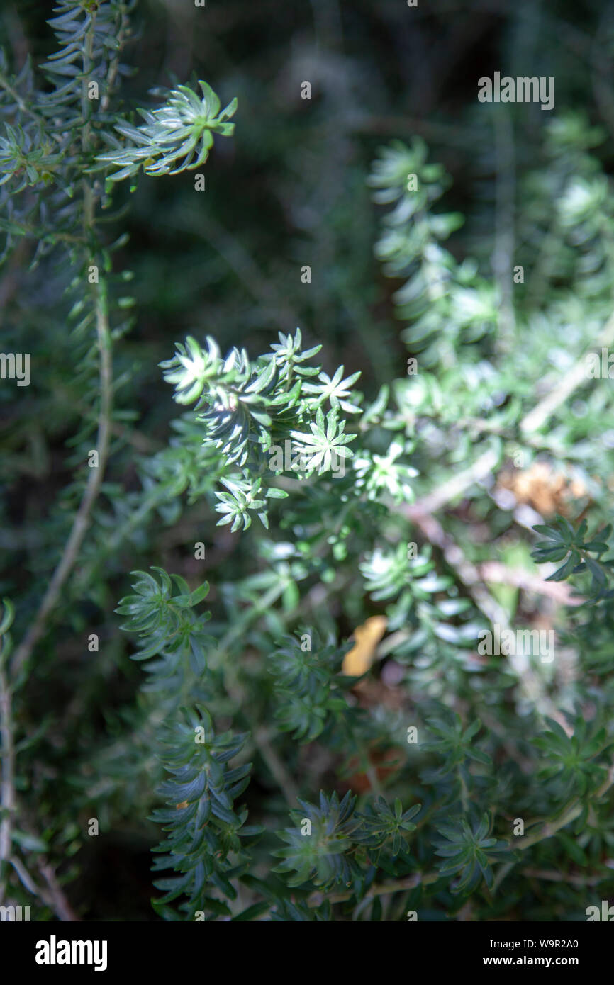Westringia Brevifolia Stock Photo