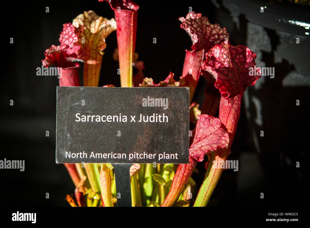 sarracenia x judith pitcher plant Stock Photo