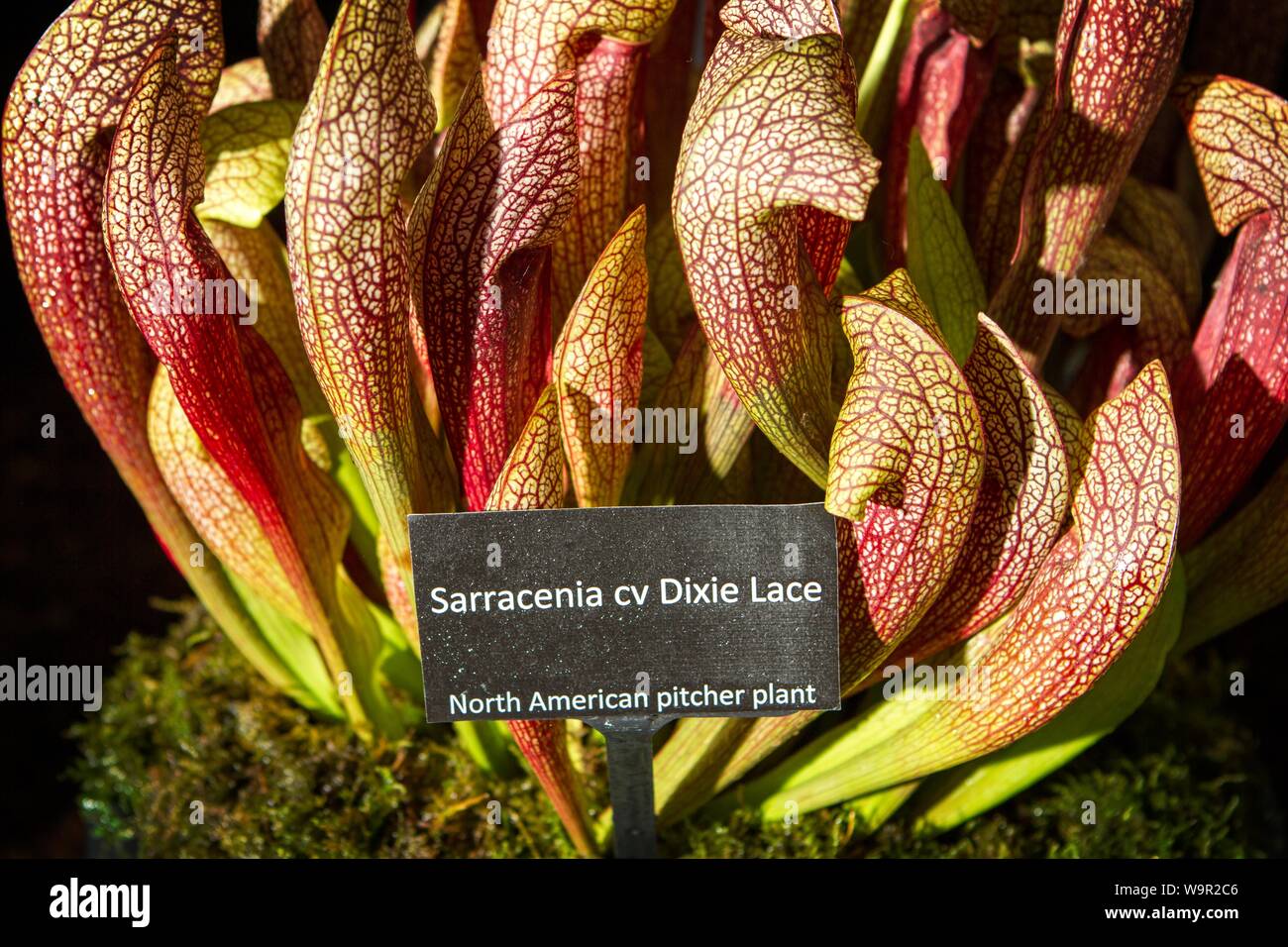 sarracenia cv dixie lace pitcher plant Stock Photo