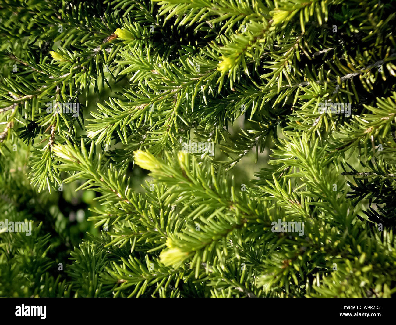 Tree is a tree. branches of pine needles. Needles of pine Stock Photo