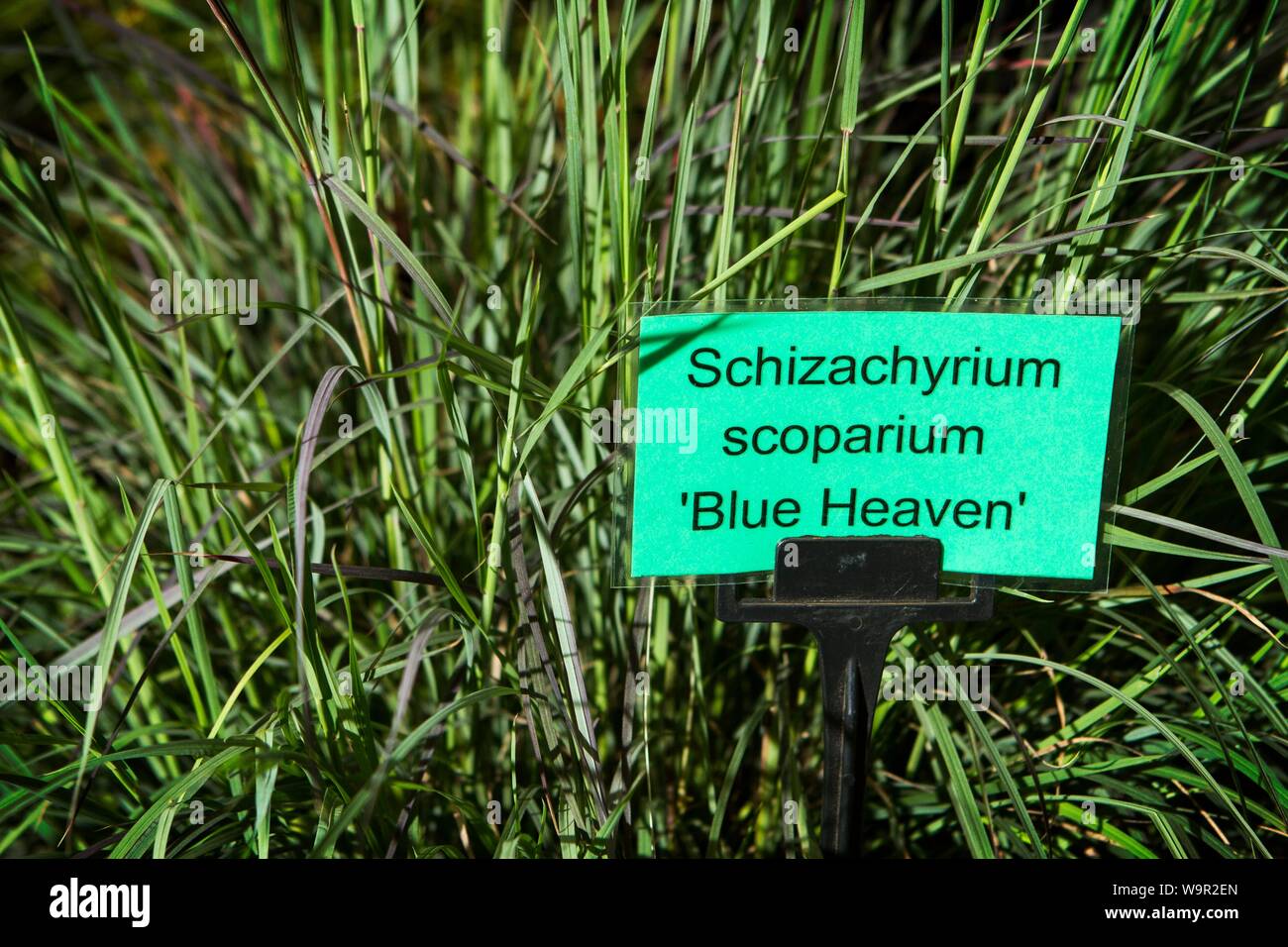 schizachyrium scoparium blue heaven grass grasses Stock Photo