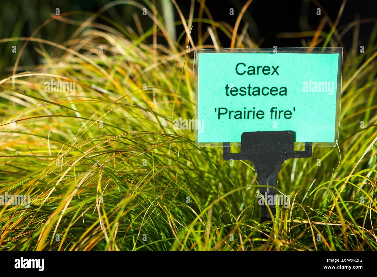 carex testaces prairie fire grass grasses grassland Stock Photo
