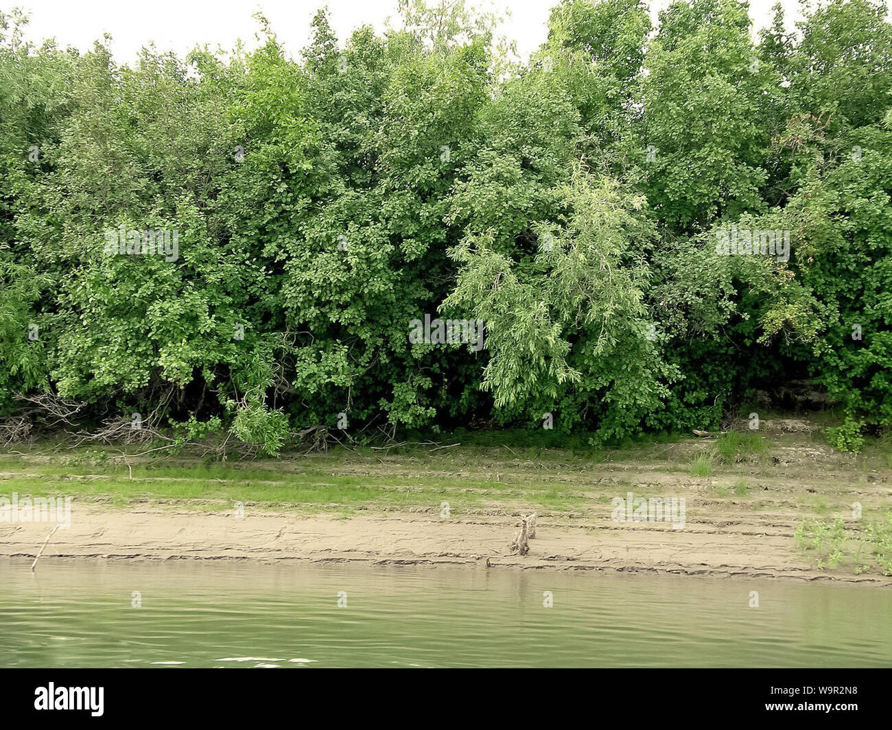 River bank. Trees on the river bank Stock Photo Alamy
