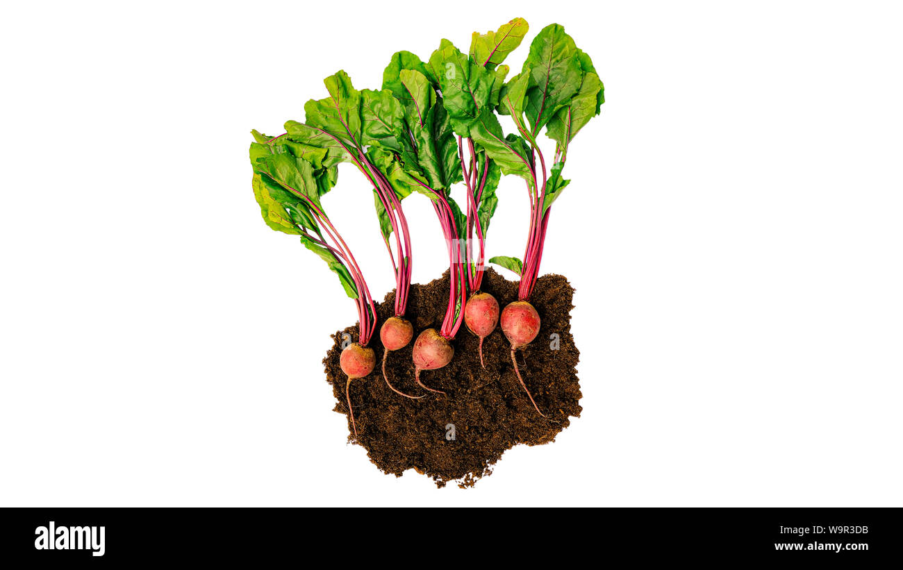 Beetroot in the soil on a white background Stock Photo