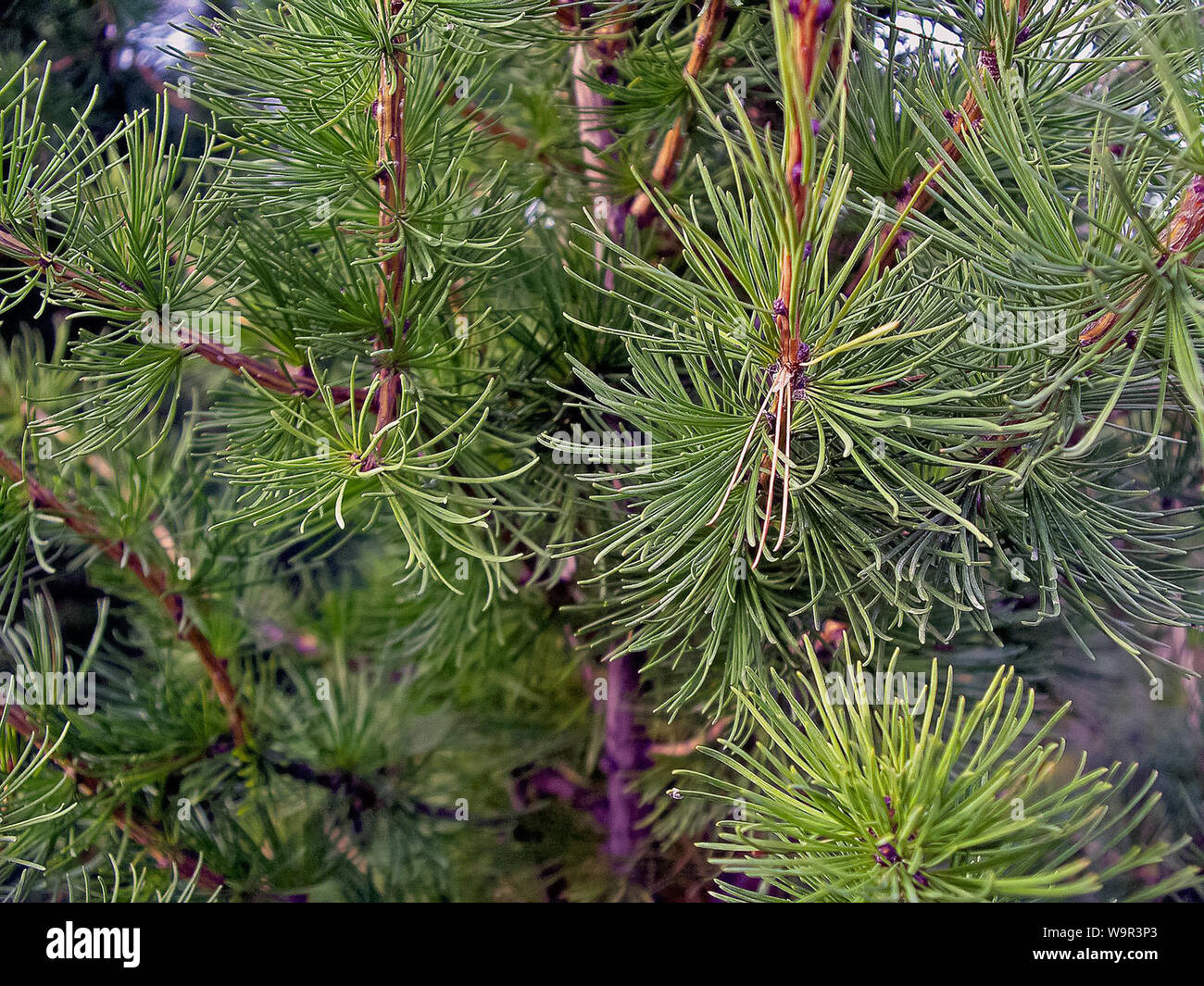 Tree is a tree. branches of pine needles. Needles of pine Stock Photo Alamy