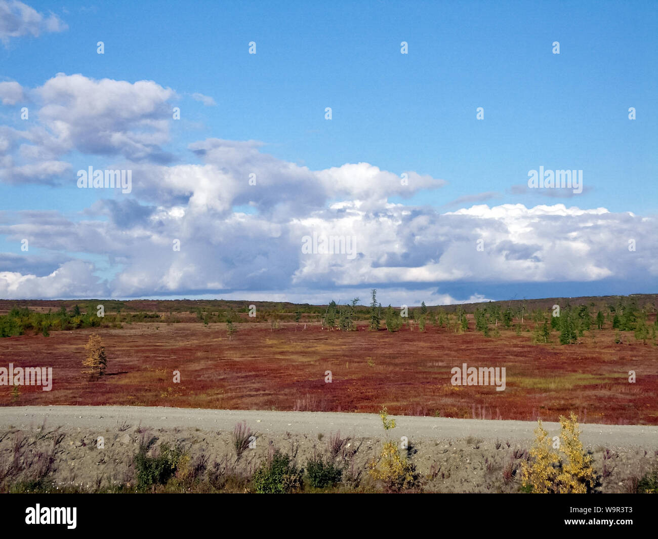 Forest tundra landscape in the summer. Taiga of Siberia. Yamal Stock ...