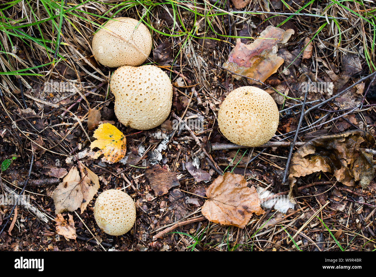 Puffball mushrooms — Creative Sustenance
