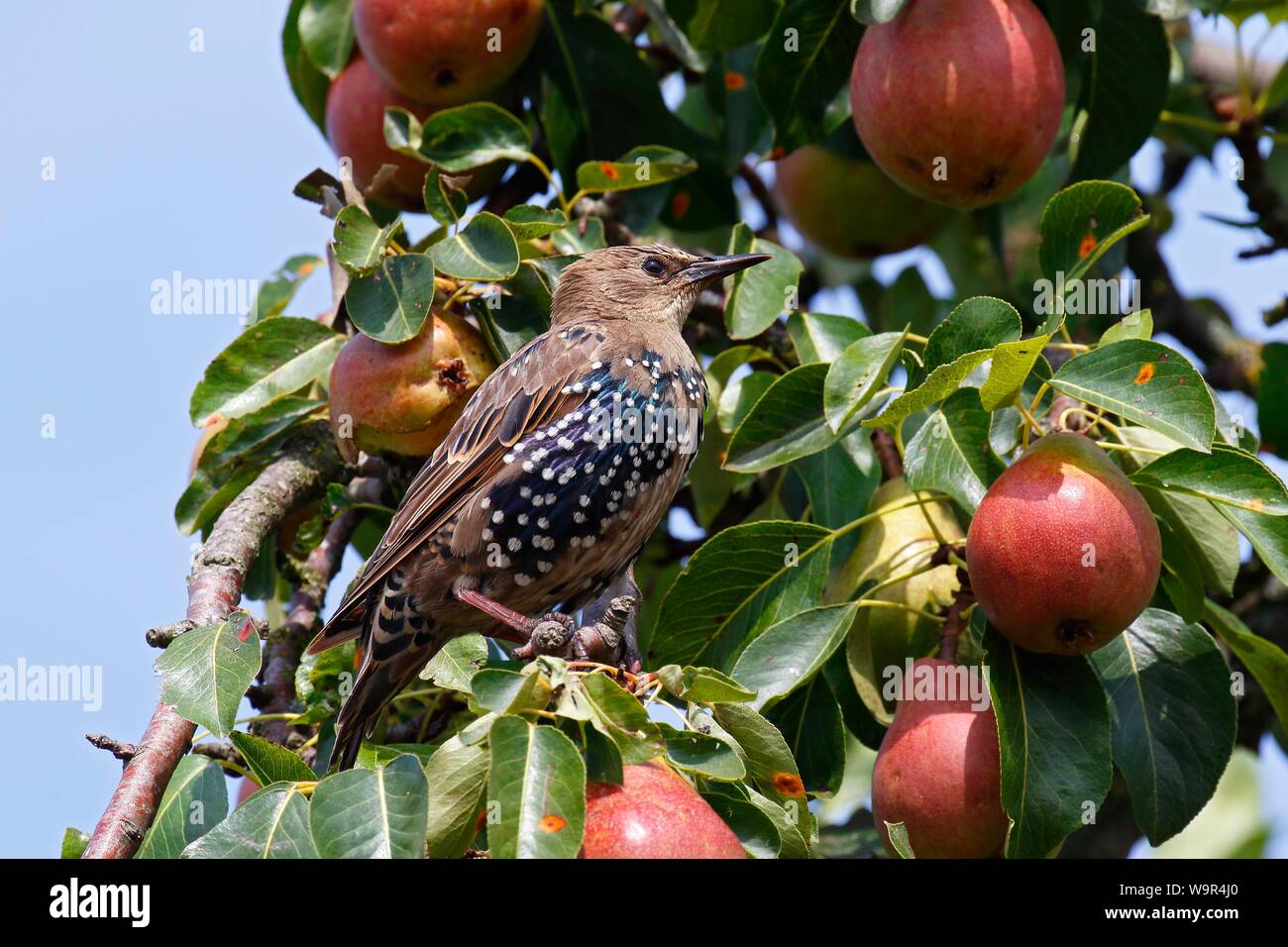 European Starling (Sturnus vulgaris), young bird sits singing in pear tree, island Usedom, Mecklenburg-Western Pomerania, Germany Stock Photo