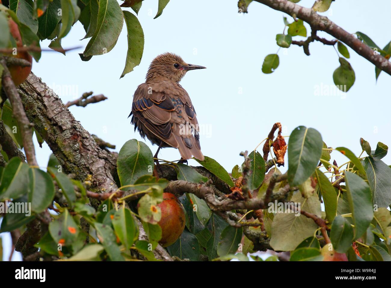 European Starling (Sturnus vulgaris), young bird sits in pear tree, island Usedom, Mecklenburg-Western Pomerania, Germany Stock Photo