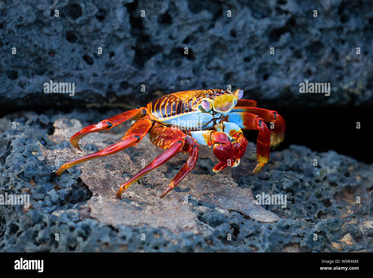 Sally lightfoot crab walking on lava rock, Galapagos islands Stock Photo