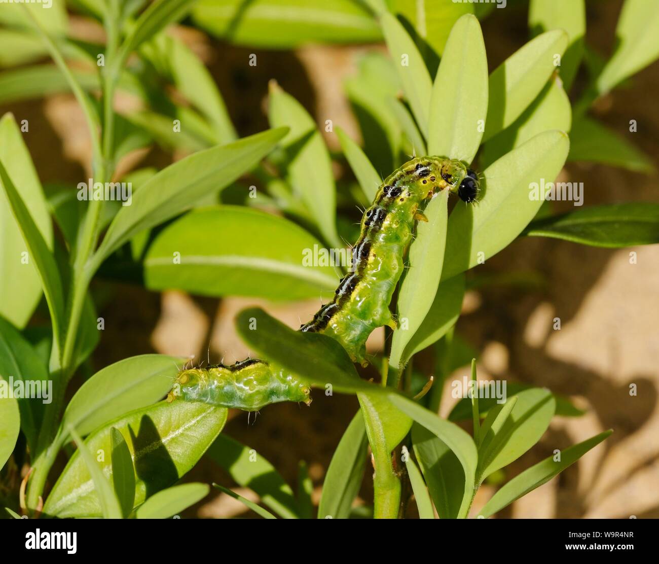Caterpillar of box tree moth (Cydalima perspectalis), eats leaves of Common box (Buxus sempervirens), Germany Stock Photo