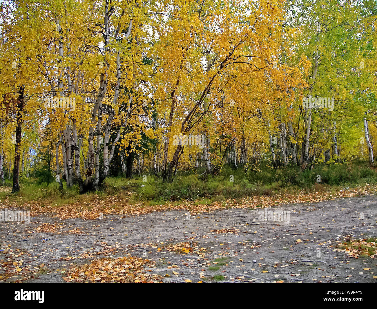 Autumn in the forest. Yellow leaves of birches. Birch in fall leaf fall ...