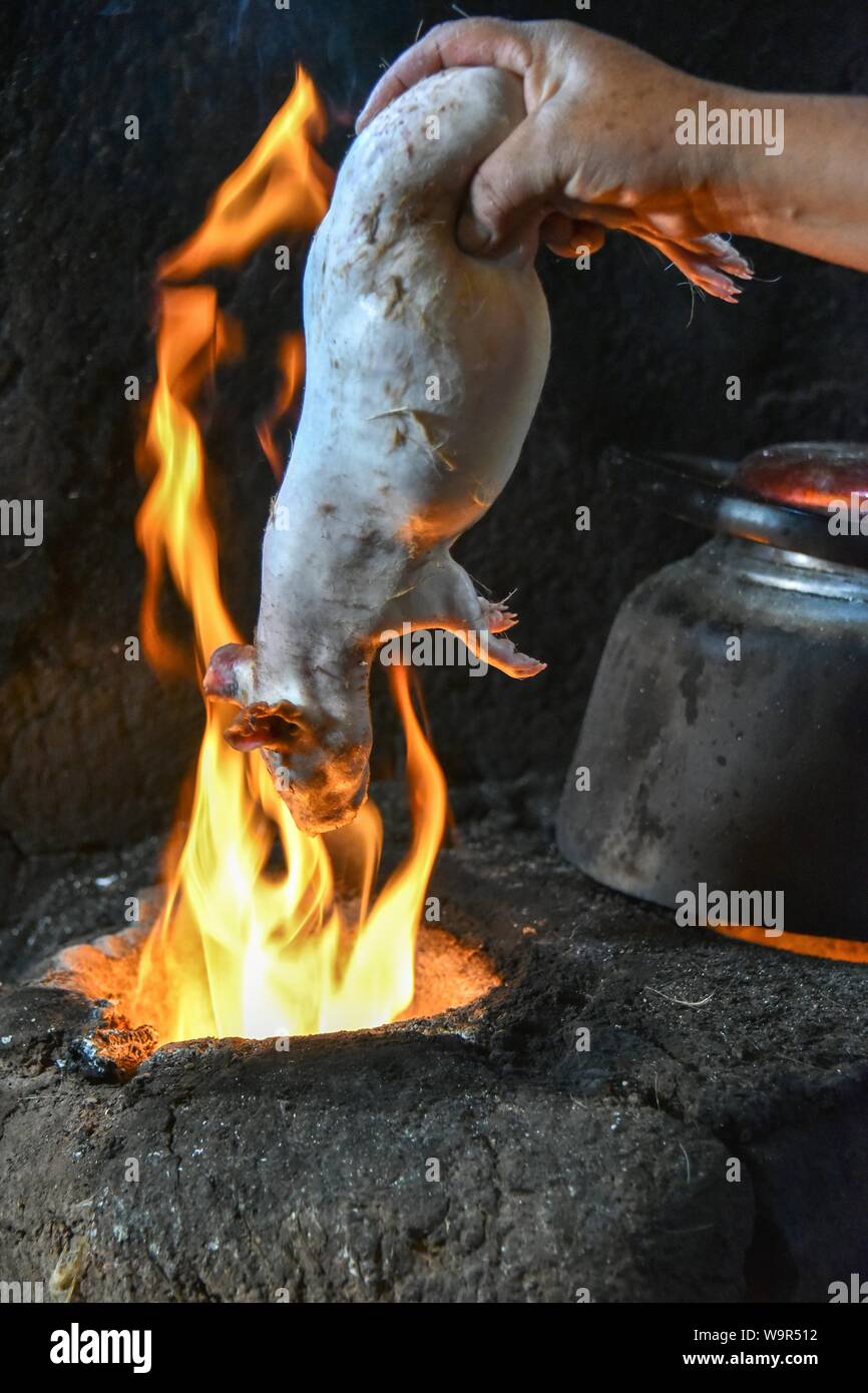 Local woman holding Cuy, giant guinea pig over open flame to remove hair,  preparing for preparation to traditional Cuy dish, Cusco, Peru Stock Photo  - Alamy