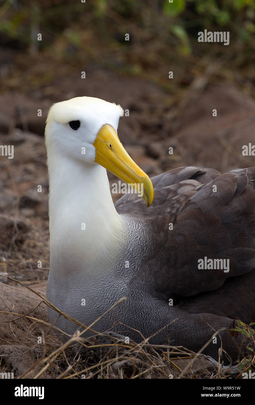 Beautiful Albatros taken on Galapagos Islands Stock Photo