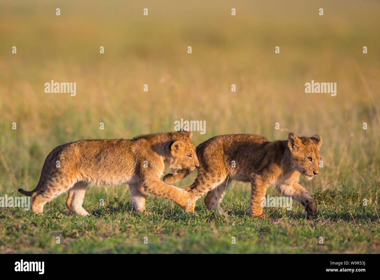 Two lion cubs (Panthera leo) in grass, Masai Mara National Reserve ...