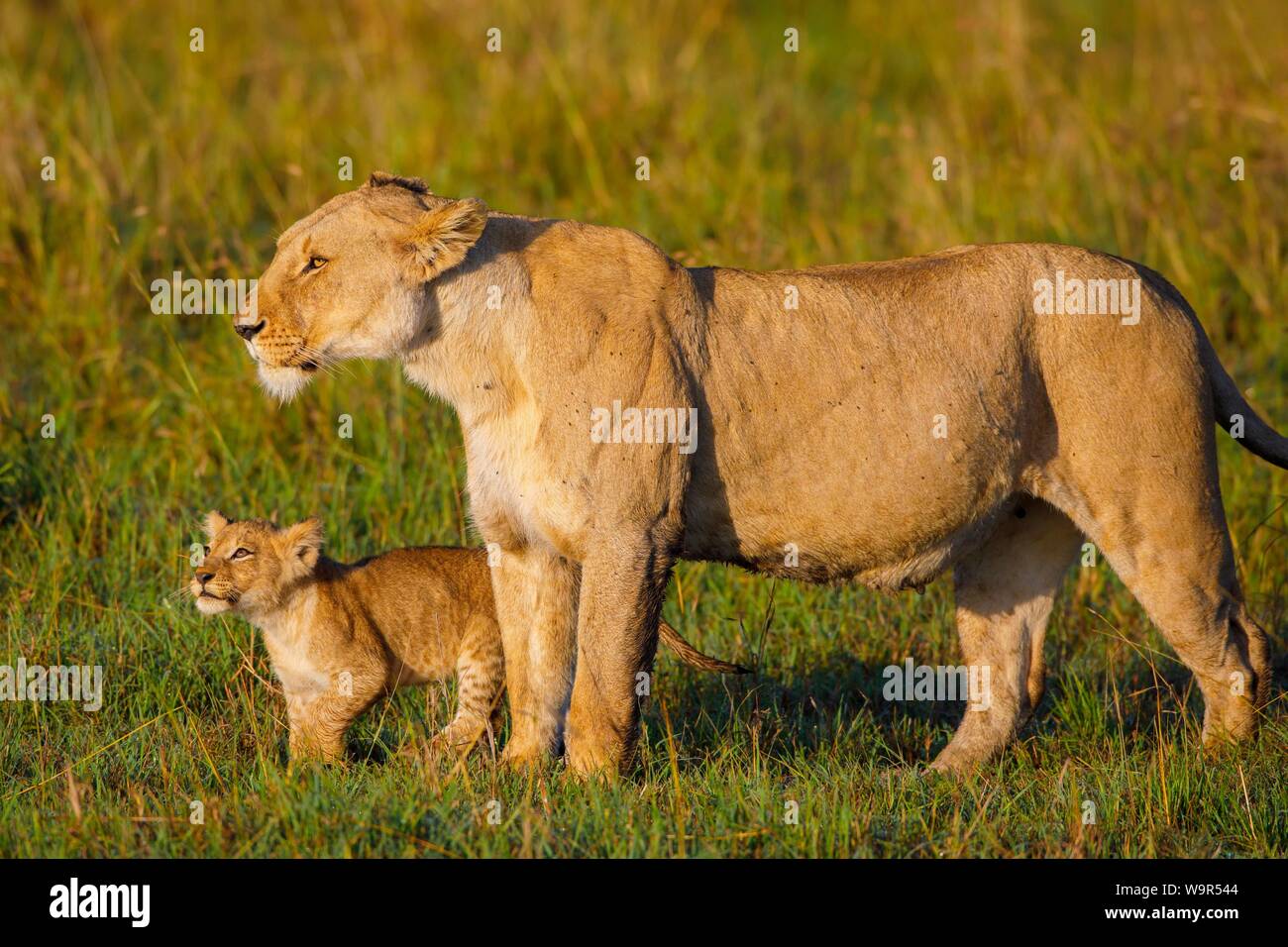 Lioness (Panthera leo) with cub, looking out, Masai Mara National Reserve, Kenya Stock Photo