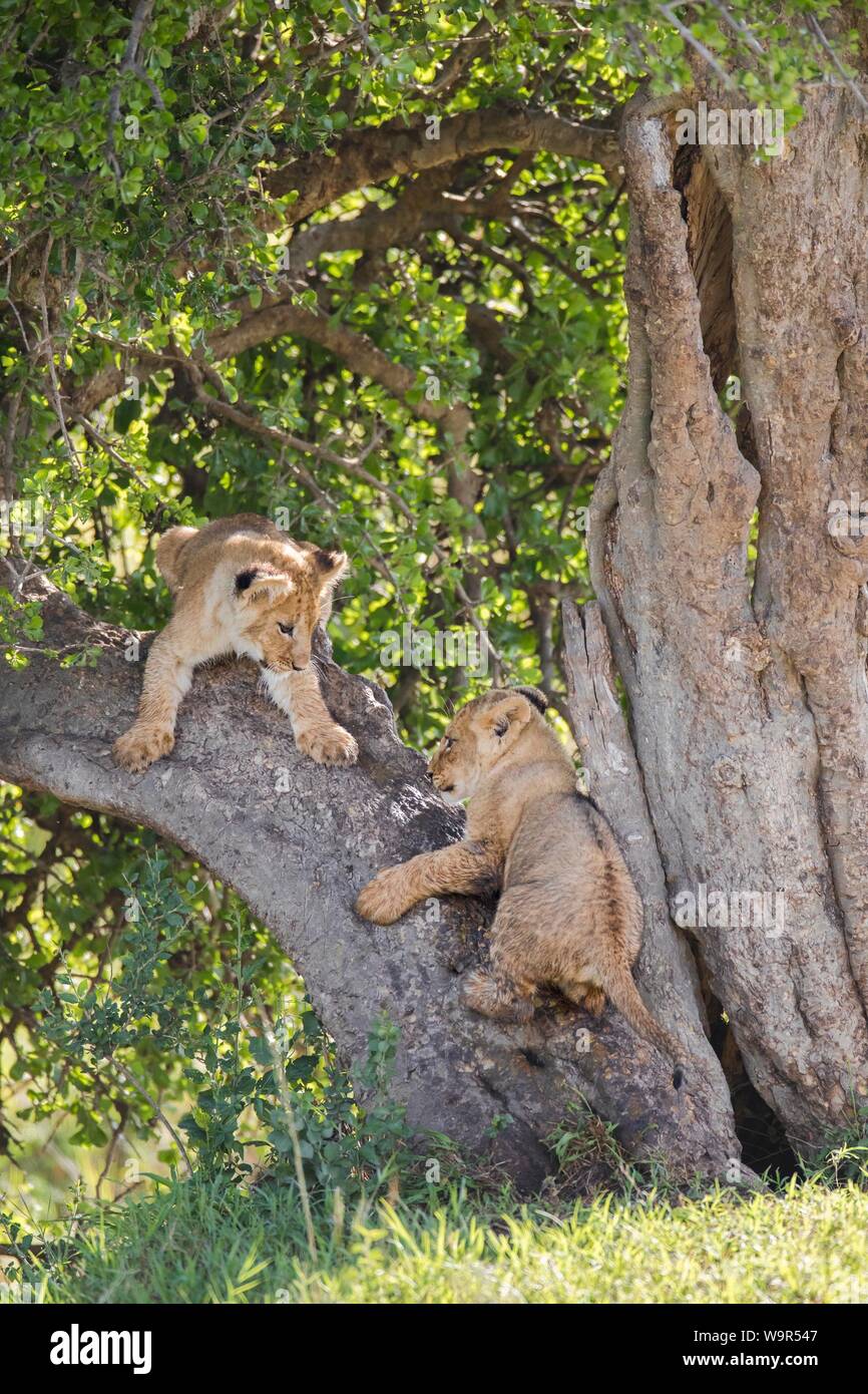 Lion cubs (Panthera leo) climbing on a tree, Masai Mara National Reserve, Kenya Stock Photo