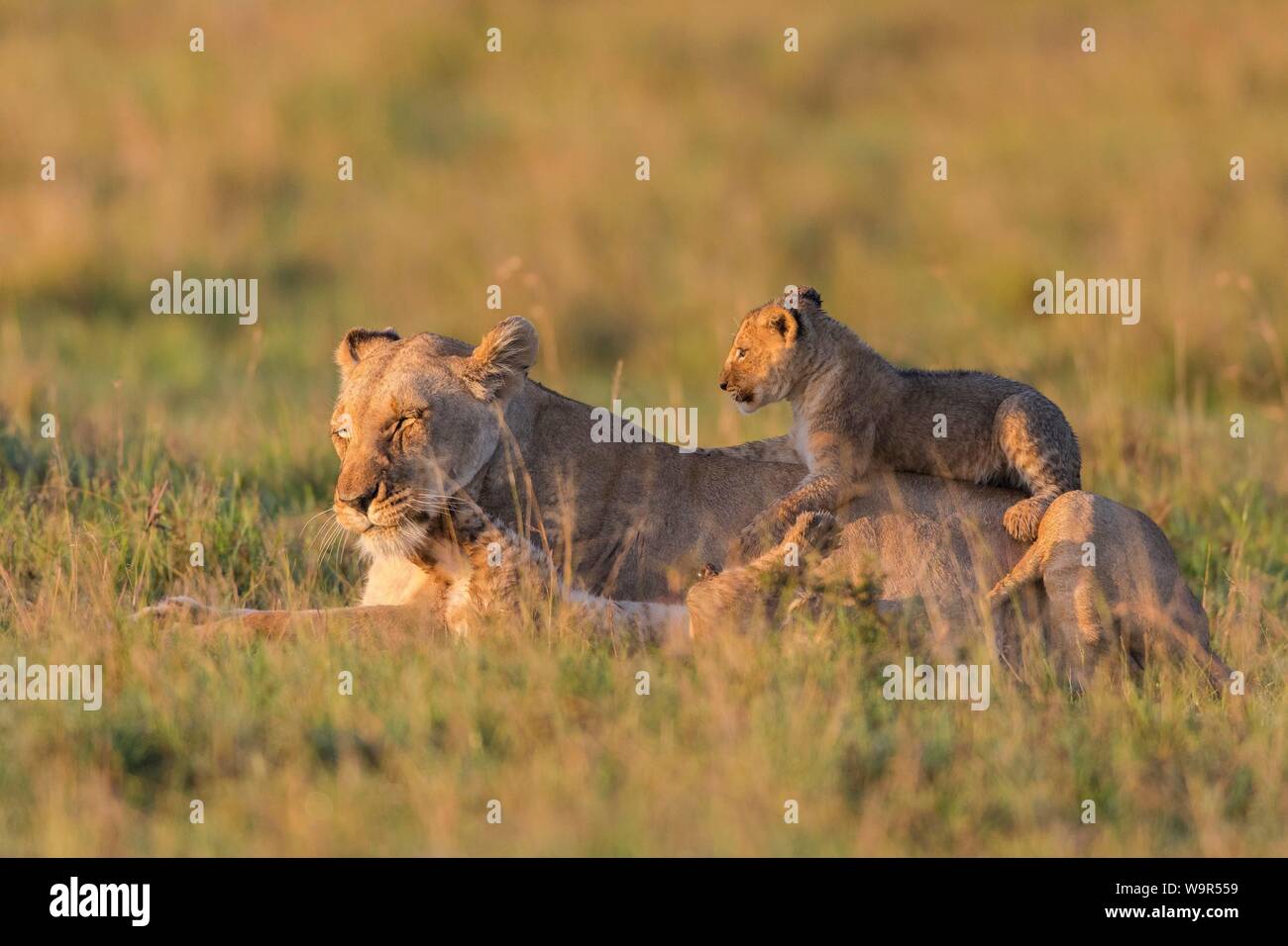 Lioness (Panthera leo) with cubs, lying in grass, Masai Mara National ...