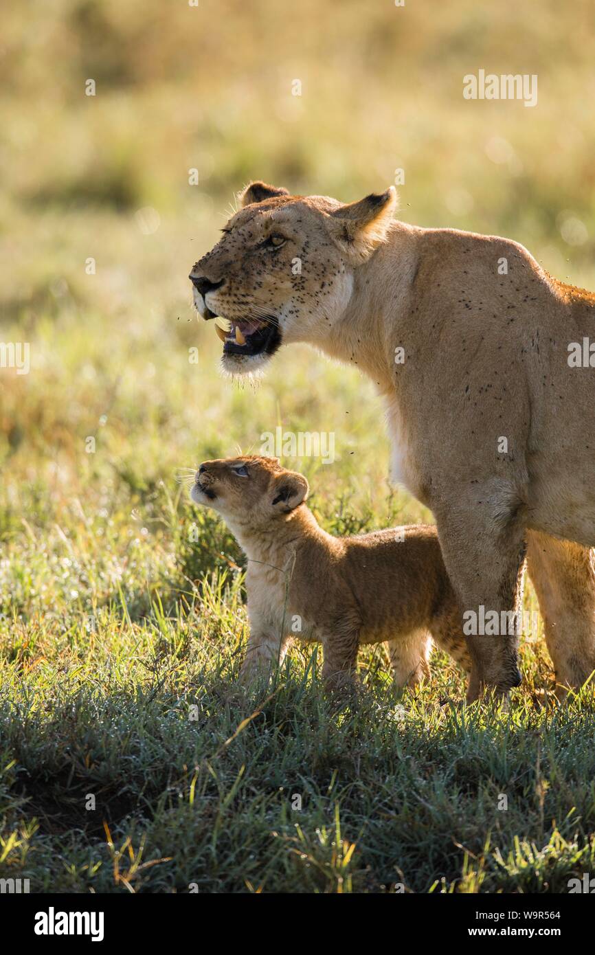 African Lion (Panthera leo) female with cub, Maasai Mara National ...