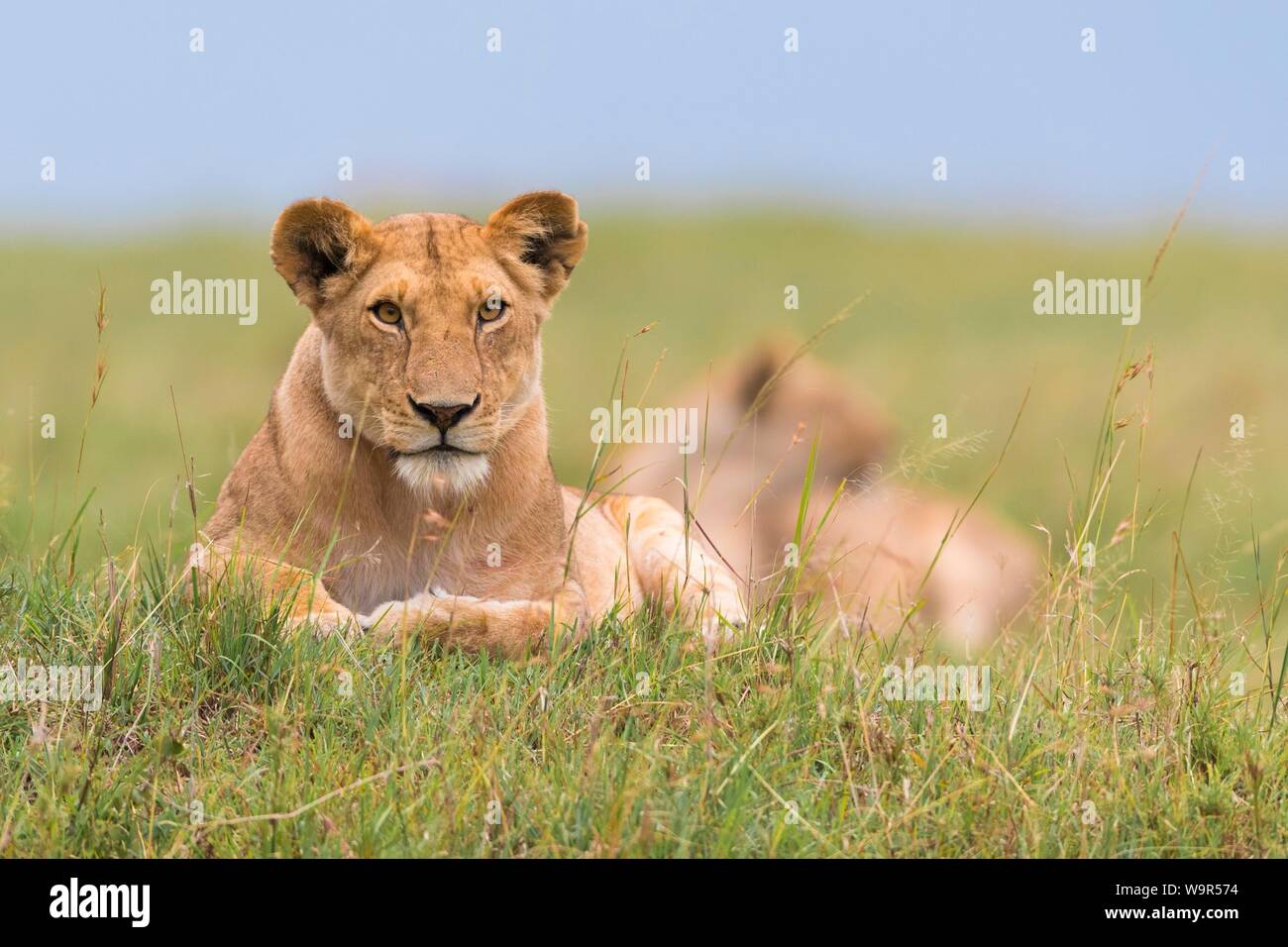 Lioness (Panthera leo) lying in grass, Masai Mara National Reserve ...