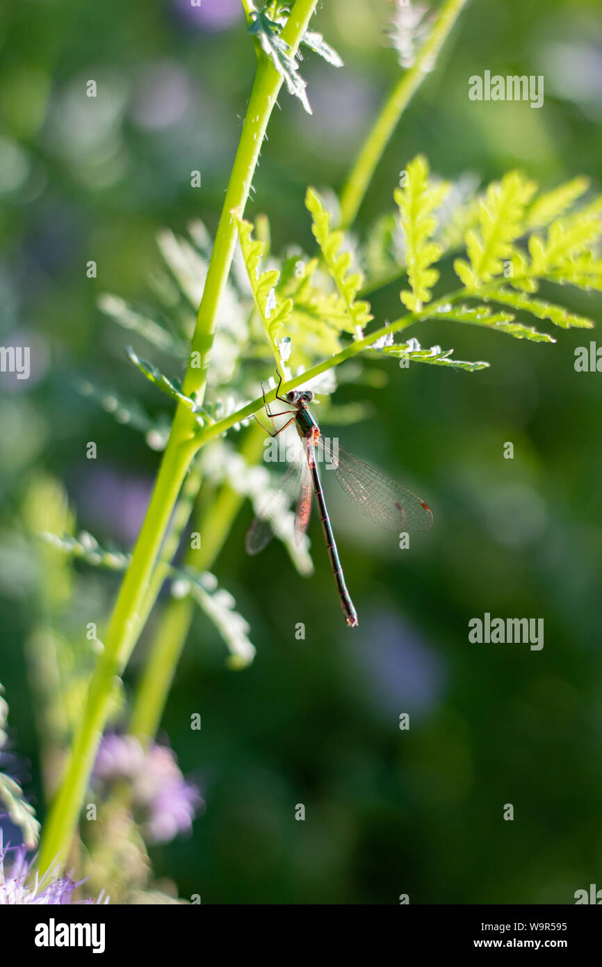 A green dragonfly perched on a stalk of grass. Clear sunny summer day Stock Photo