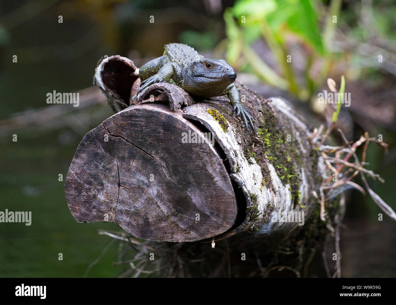 Northern caiman lizard taken in Amazonian jungle Stock Photo