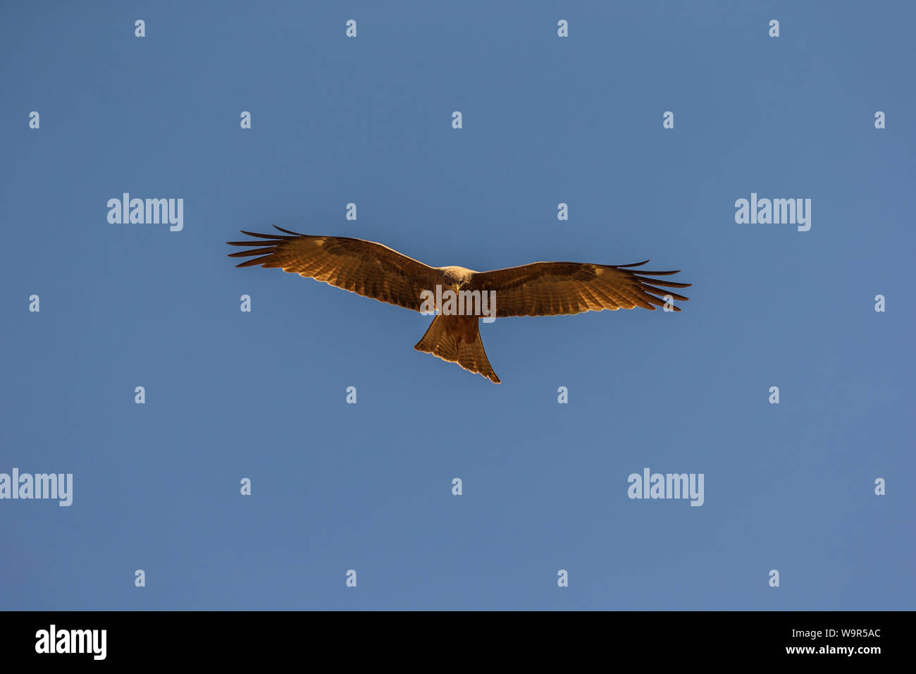 A Yellow-billed Kite spreading its wings Stock Photo