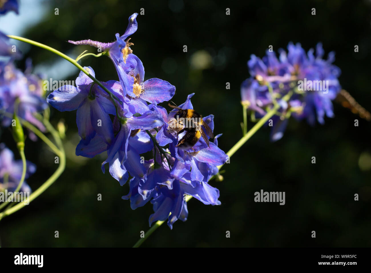 Bumblebee collects nectar in blue colors. Wildflowers bloom in the garden Stock Photo
