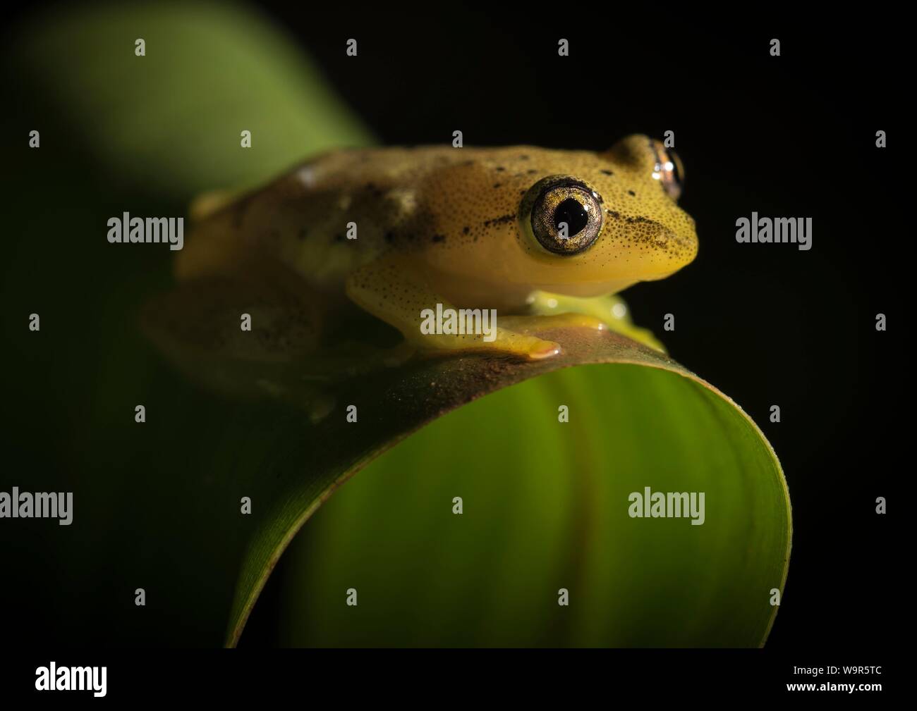 Betsileo reed frog (Heterixalus betsileo), East Madagascar, Madagascar Stock Photo