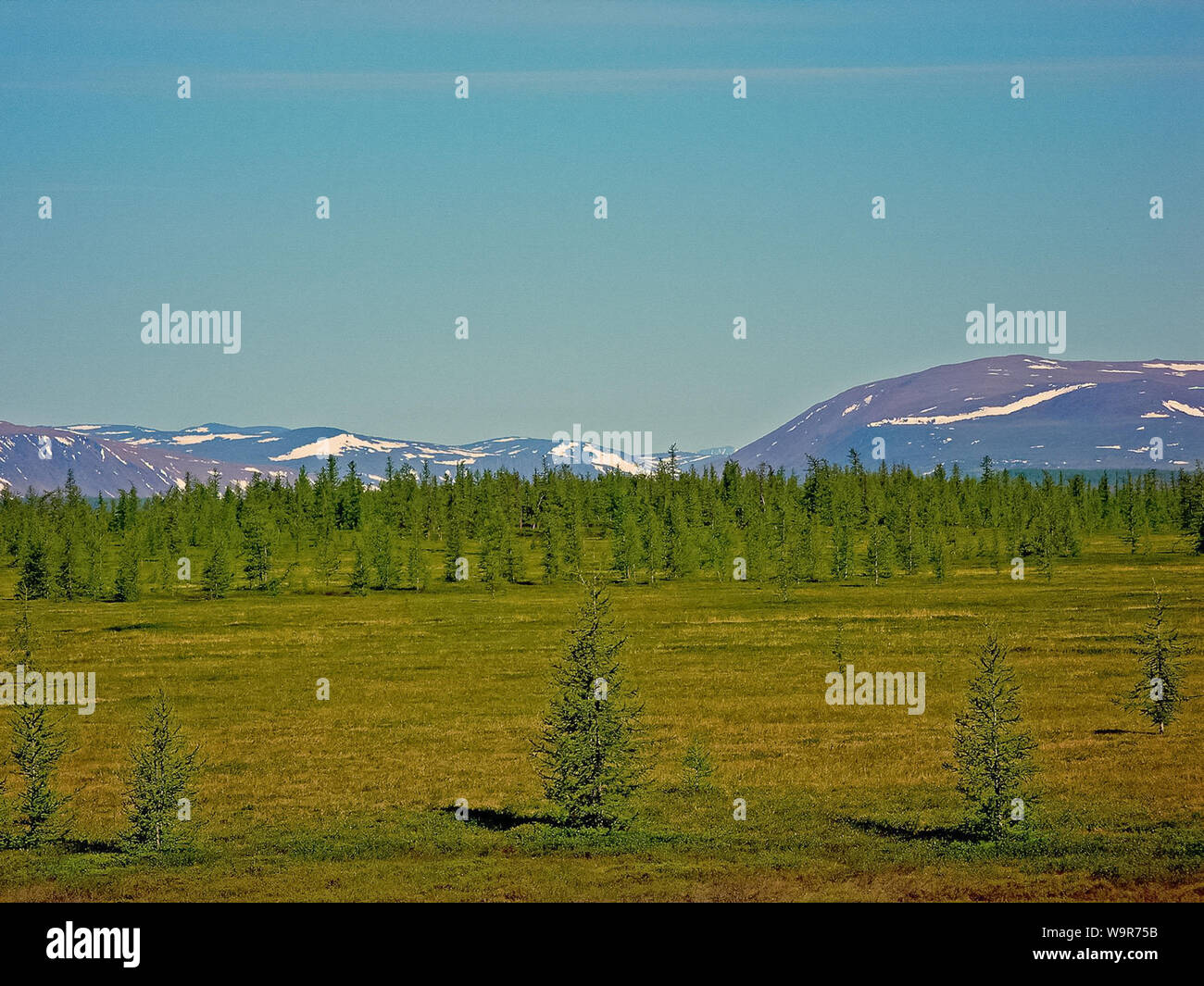 Forest tundra landscape in the summer. Taiga of Siberia. Yamal Stock ...