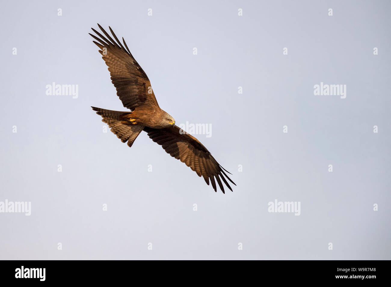 Black Kite, Andalusia, Spain, (Milvus migrans) Stock Photo