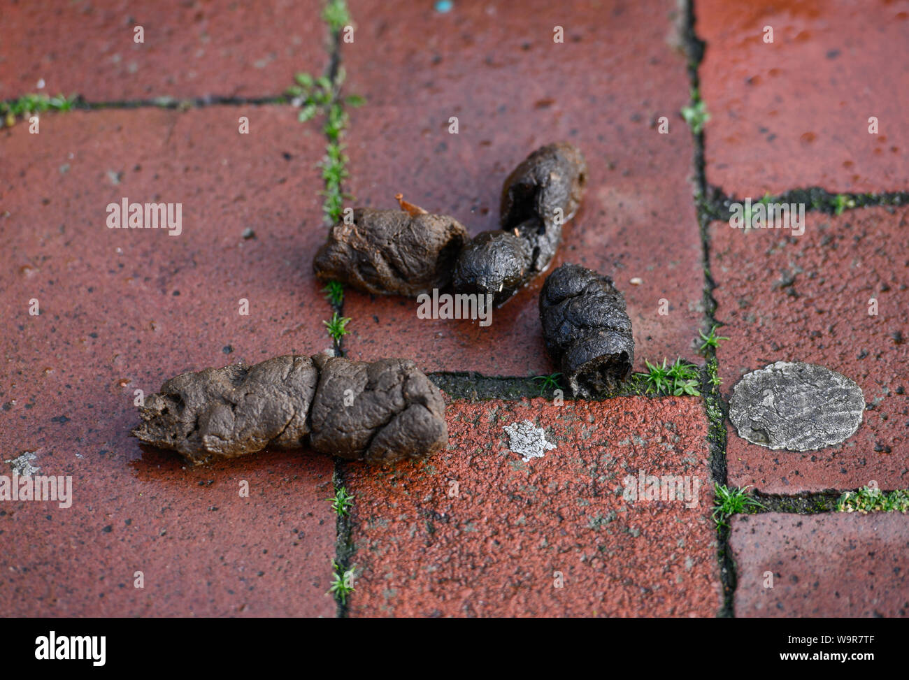 dog excrements on pavement, Uelzen, Lower Saxony, Germany Stock Photo