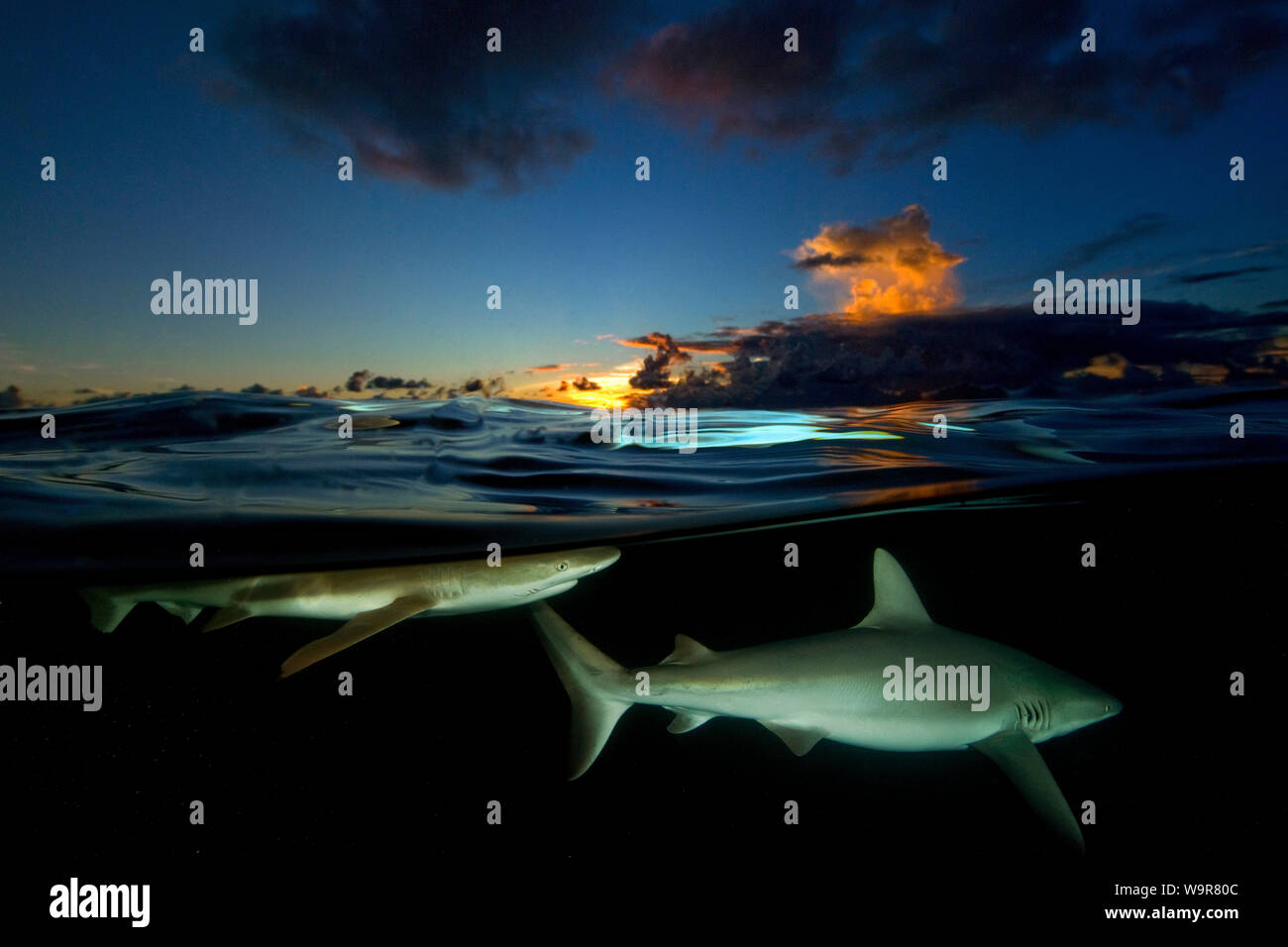 reef sharks at sunset, (Carcharhinus amblyrhynchos), (Carcharhinus melanopterus) Stock Photo