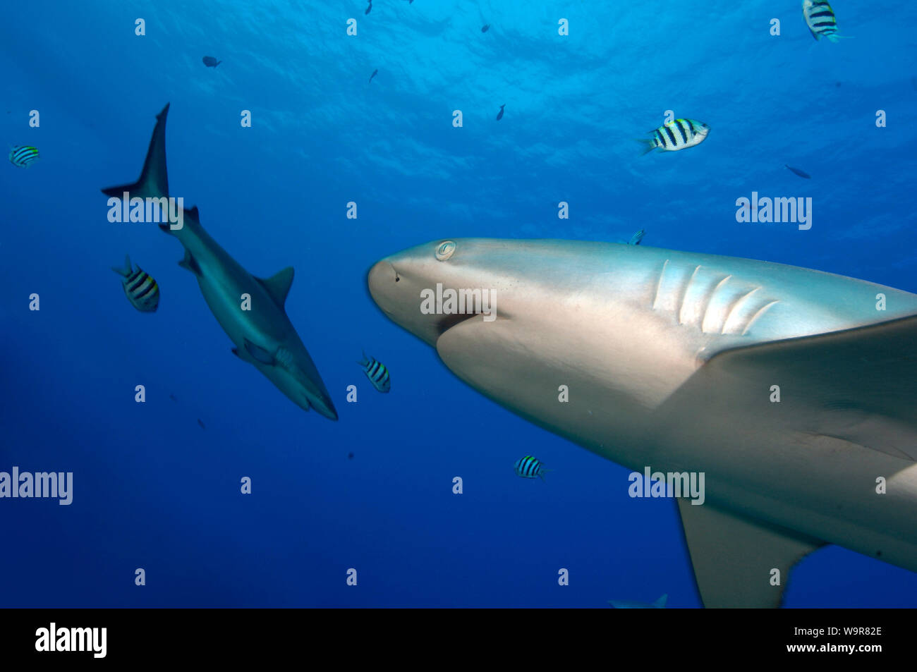 grey reef shark, gills, (Carcharhinus amblyrhynchos) Stock Photo