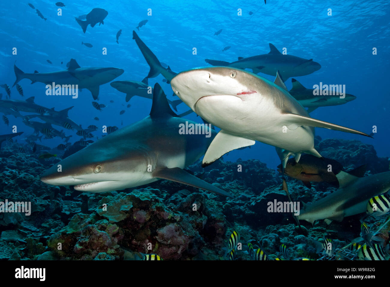 Grey and Blacktip Reefsharks, (Carcharhinus amblyrhynchos), (Carcharhinus melanopterus) Stock Photo