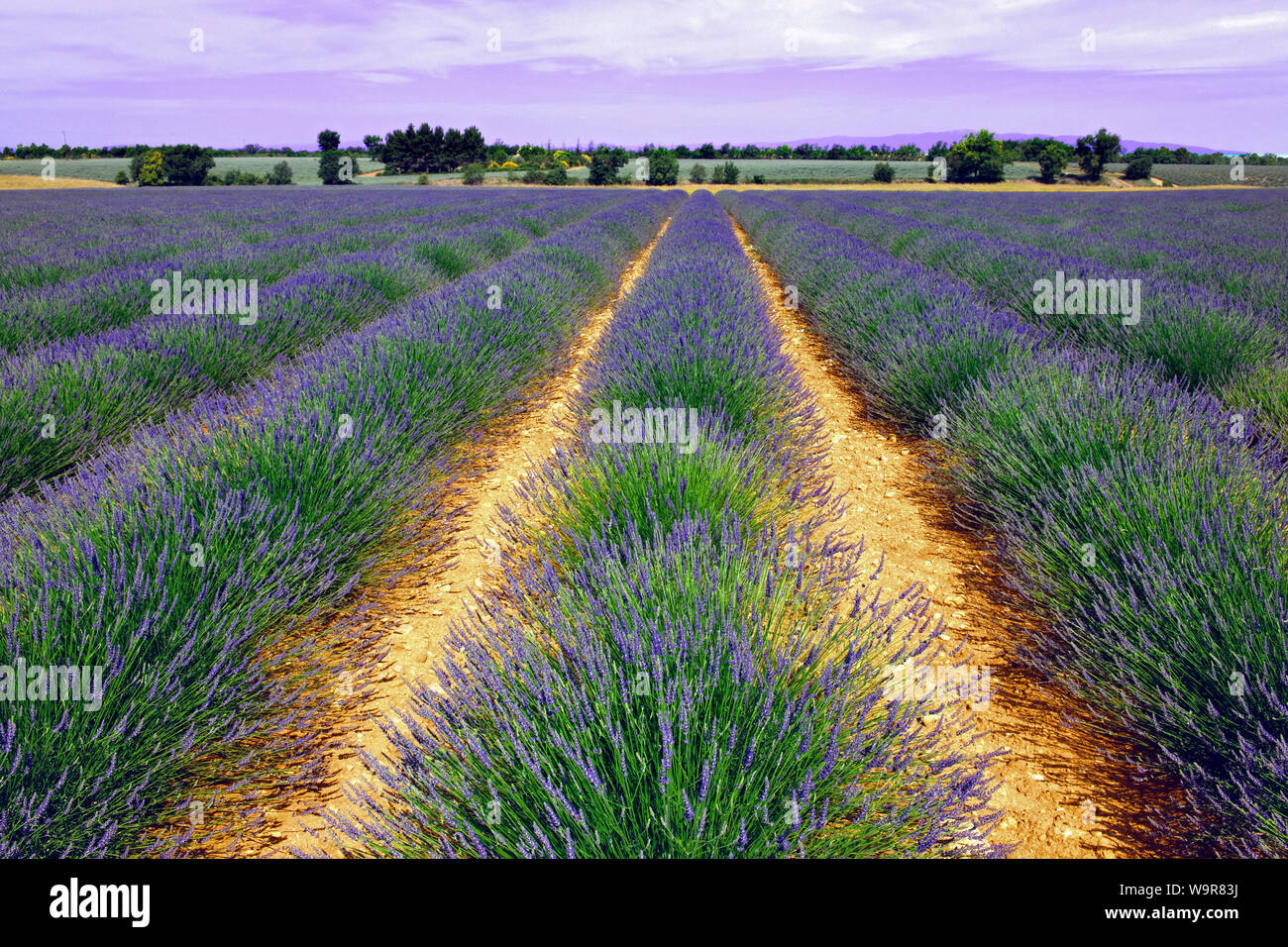 field of lavender, Grasse, Provence, France, Europe, (Lavandula angustifolia) Stock Photo