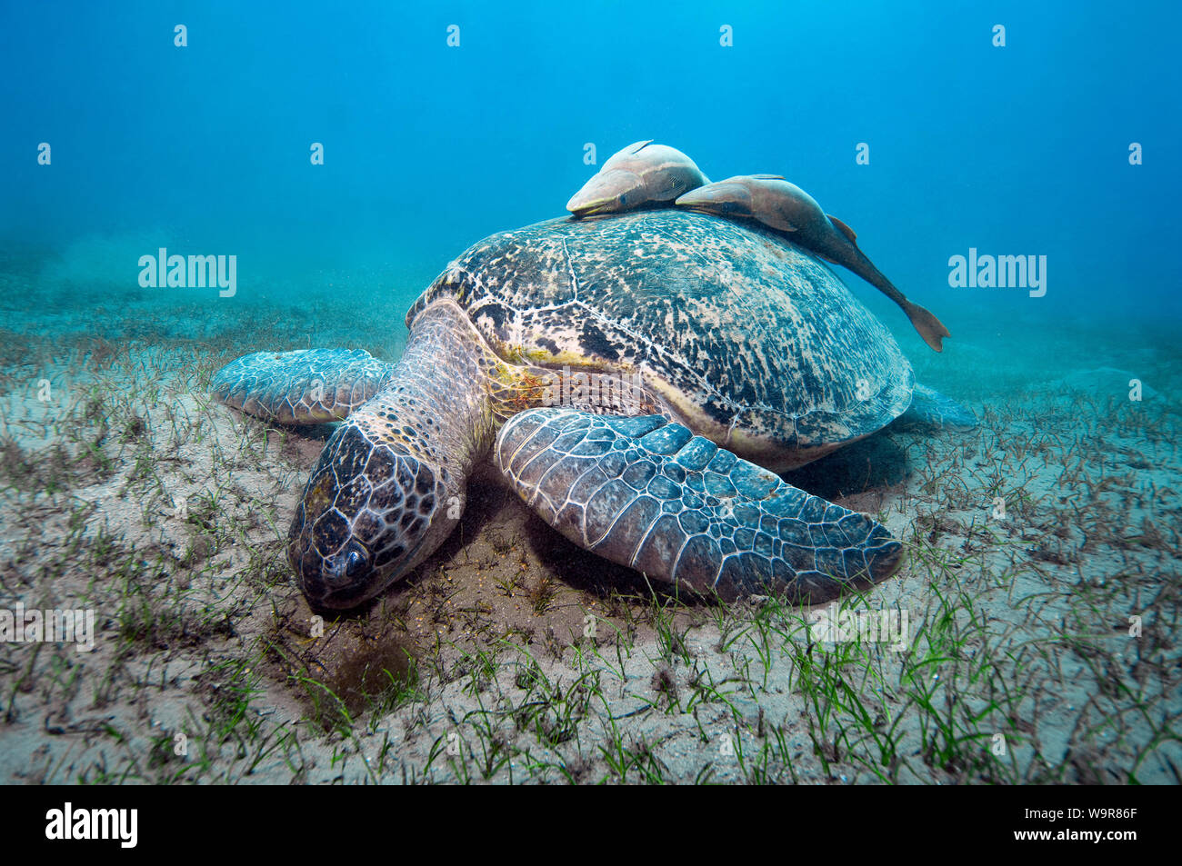 huge green turtle and suckerfish, remora, red sea, Abu Dabab, Marsa Alam, Egypt, Africa, (Chelonia mydas), (Echeneis naucrates) Stock Photo