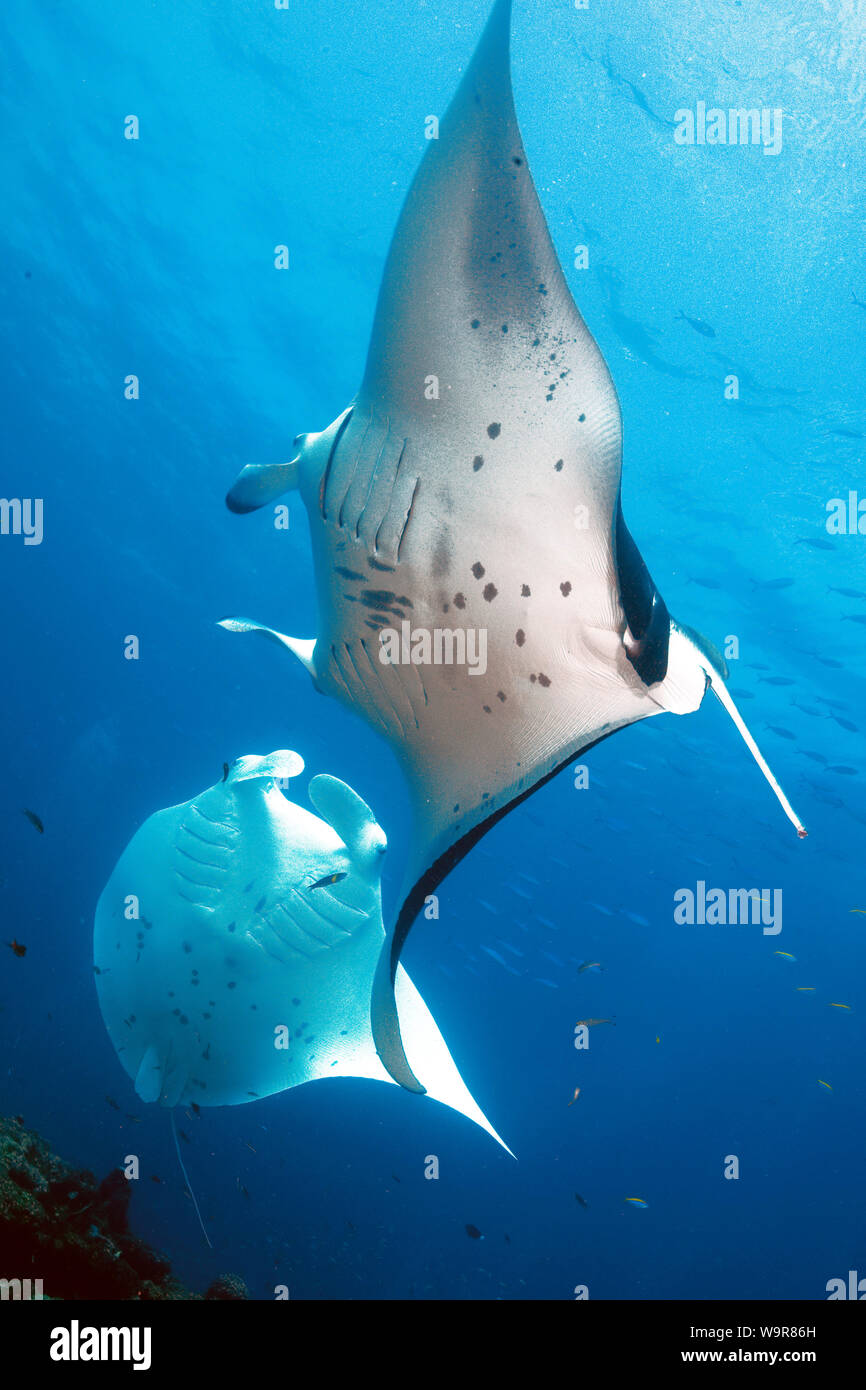mantaray, reef manta, huge ray, mating behaviour, (Manta alfredi) Stock Photo
