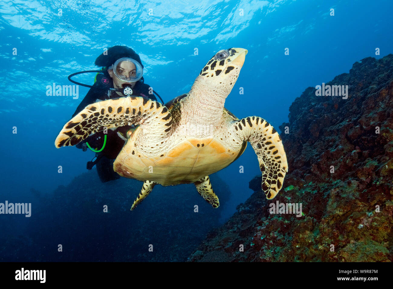diver and hawksbill sea turtle, Indian Ocean, Phuket, Similan Islands, Similans, Andaman Sea, Thailand, Asia, (Eretmochelys imbricata) Stock Photo