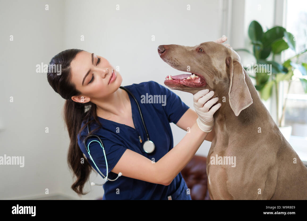 Veterinary surgeon and weimaraner dog at vet clinic Stock Photo