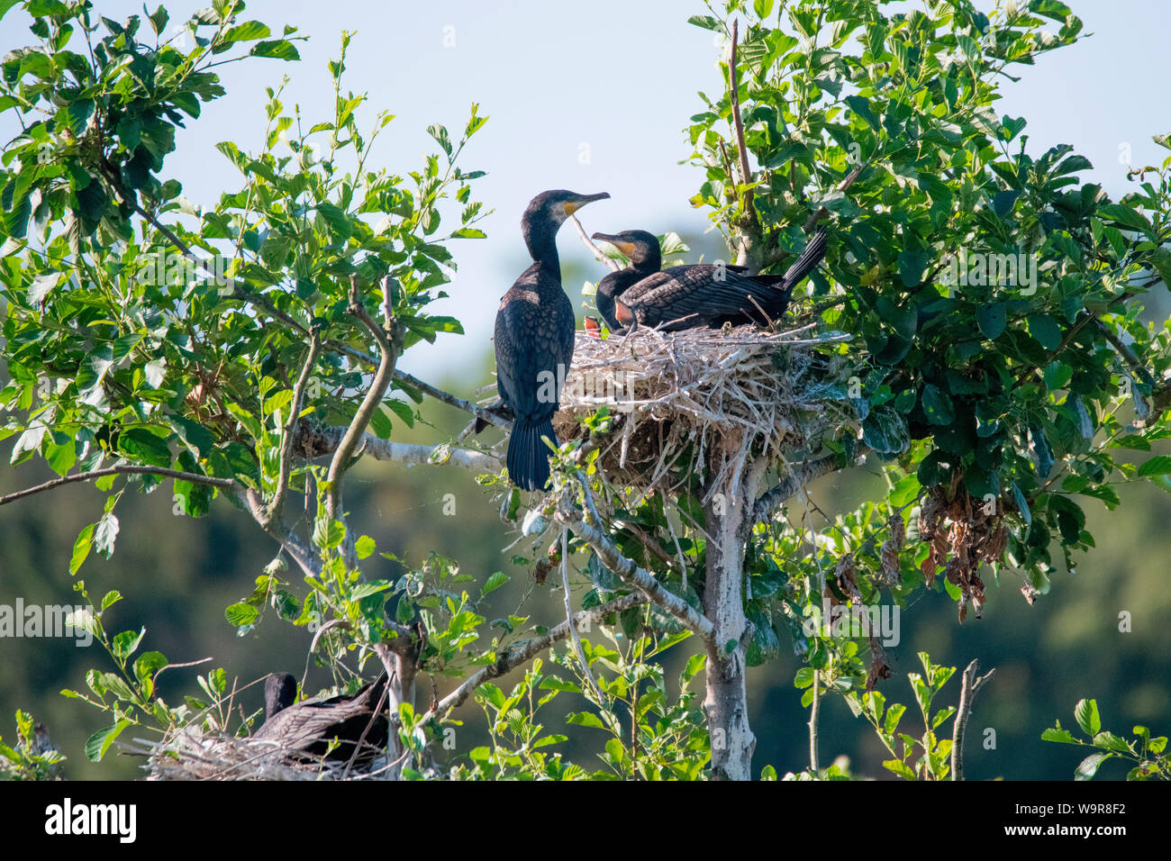 Great cormorants, couple at nest, nature reserve area bird reserve area Heisinger Bogen, Essen, North Rhine-Westphalia, Europe, (Phalacrocorax carbo) Stock Photo