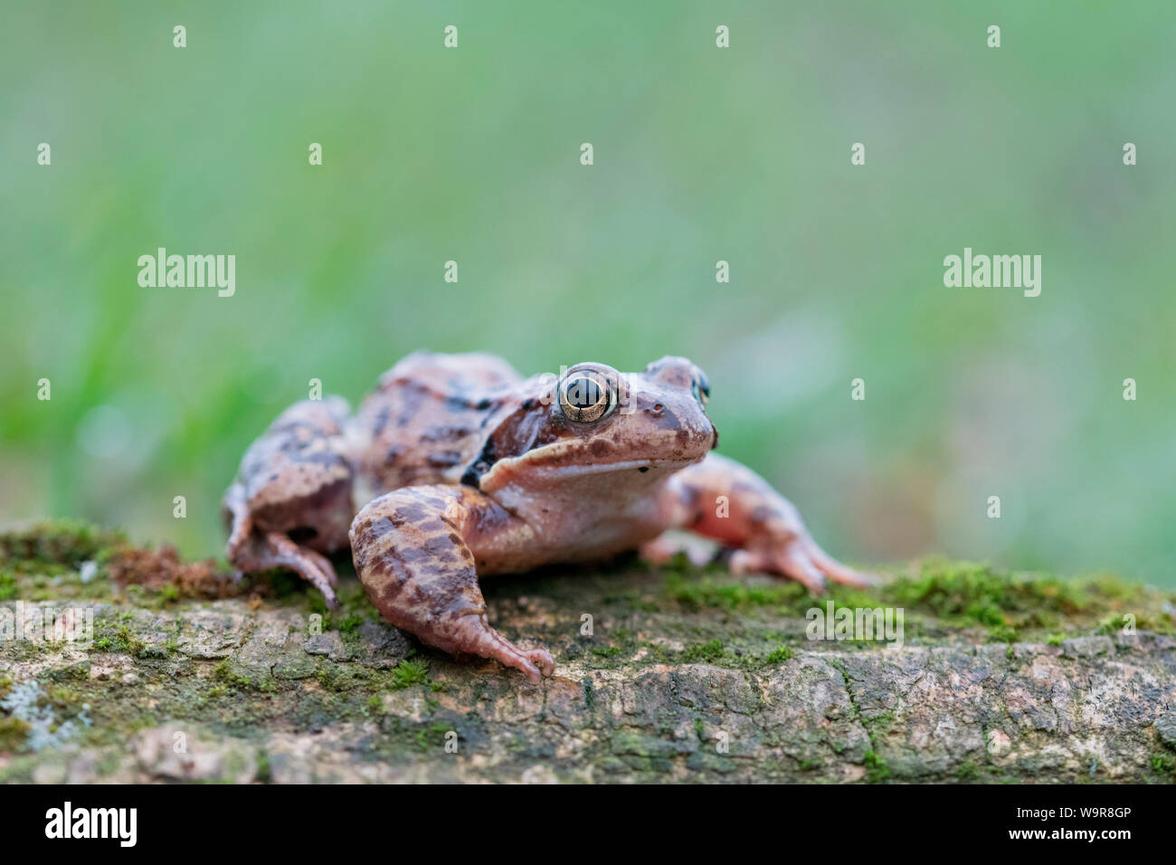 Common frog on wood male, Velbert, North Rhine-Westphalia, Europe, (Rana temporaria) Stock Photo