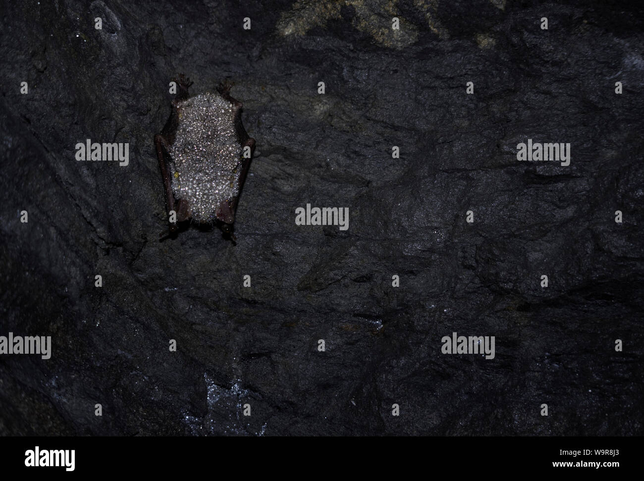 greater mouse-eared bat, baden-wuerttemberg, heilbronn-franconia, germany, (Myotis myotis) Stock Photo